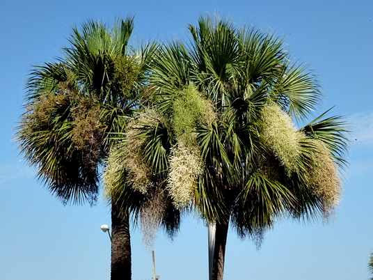 {Sabal palmetto}